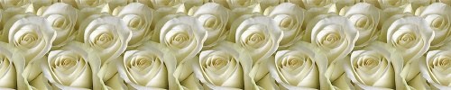 Фото. Белые розы. Строй-Отделка